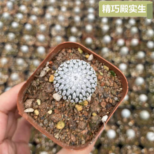 精巧殿实生仙人球娇丽球属精品贵货稀有品种开花仙人掌类萝卜根