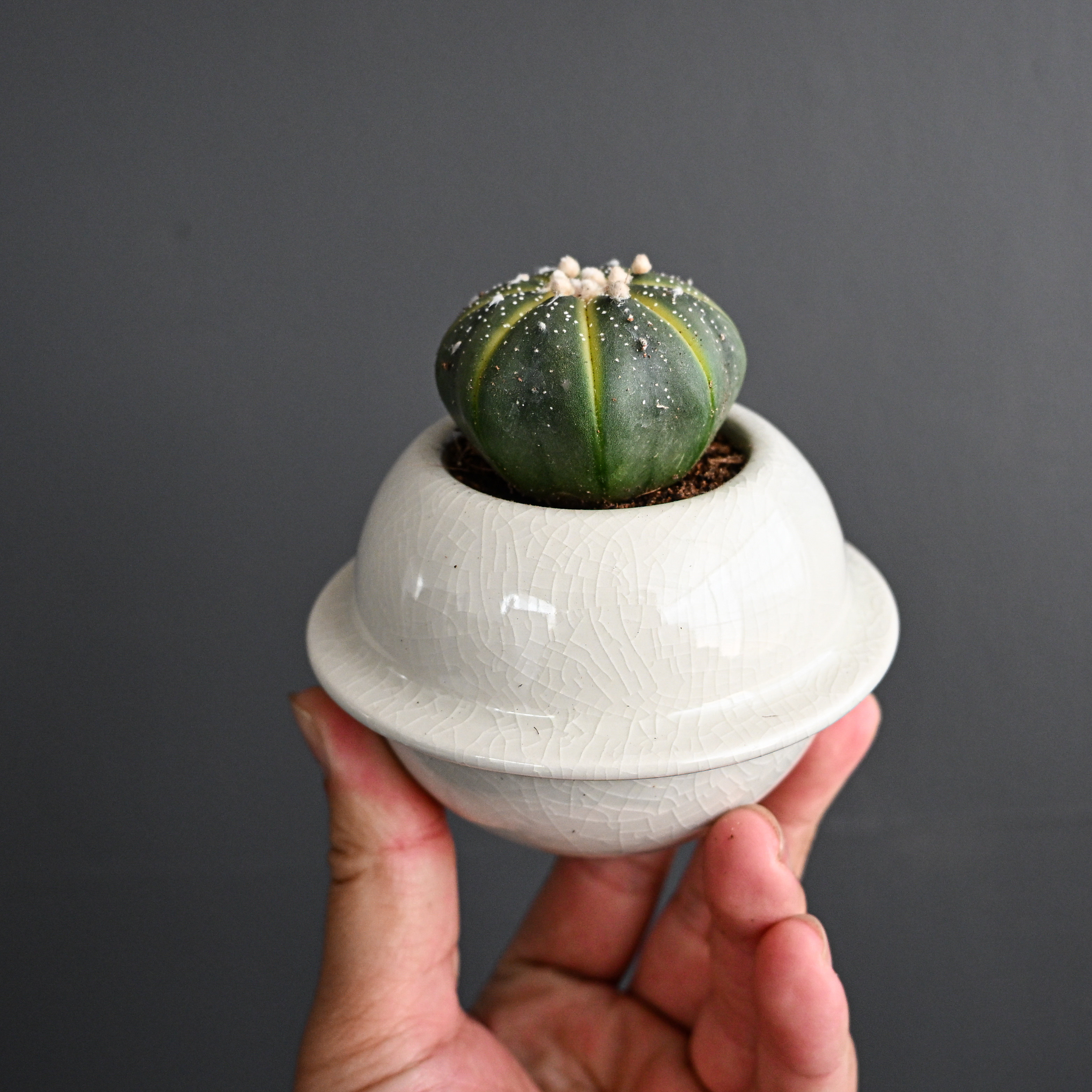 星兜锦仙人球仙人掌小盆栽多肉植物办公室工位桌面绿植幼儿园盆景