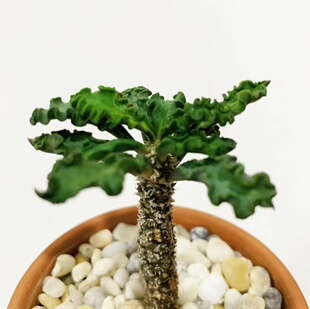 Euphorbia decaryi皱叶麒麟大戟科植物盆栽块根花卉多肉稀有品种