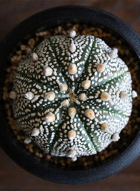星兜仙人球盆栽花卉室内绿植桌面仙人掌科多肉植物星球asterias