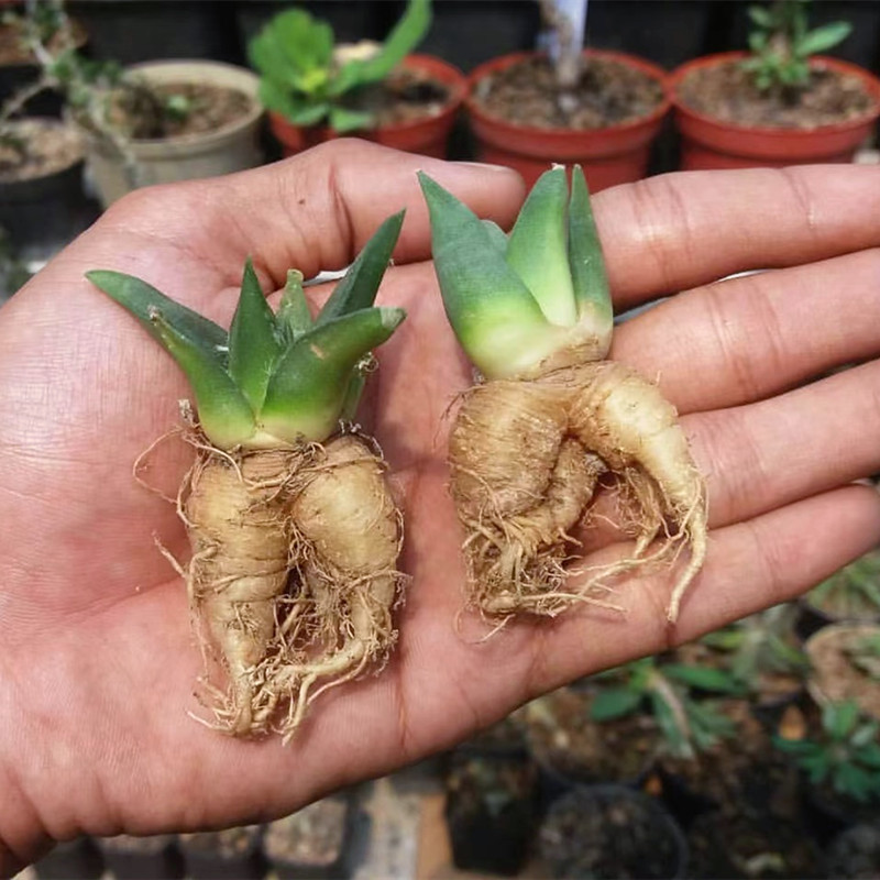 实生岩牡丹苗仙人球籽萝卜根盆栽