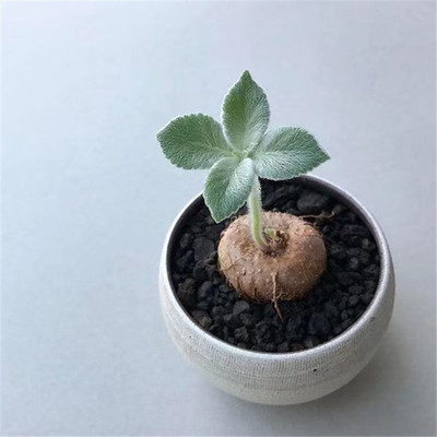 断崖女王稀有品种奇趣多肉植物