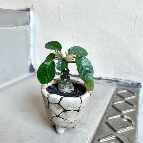 dorstenia琉桑块根多肉花卉柳