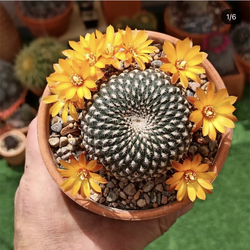拉力马根开花仙人球落地