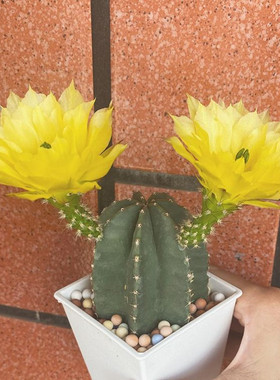 微刺虾仙人球鹿角柱属大花黄花易养多肉植物出紫色状态仙人掌盆栽