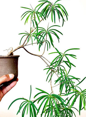 柳麒麟多肉植物大戟科造景盆景