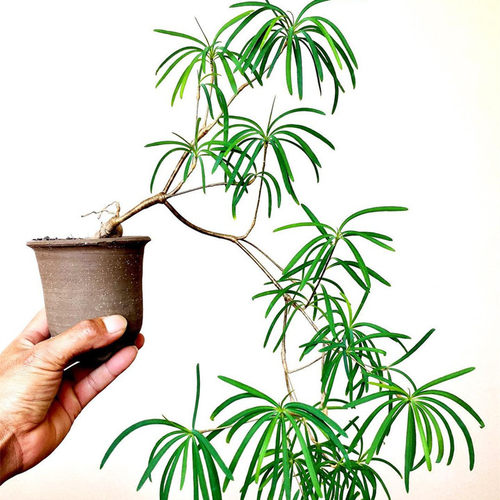 柳麒麟多肉植物大戟科造景盆景