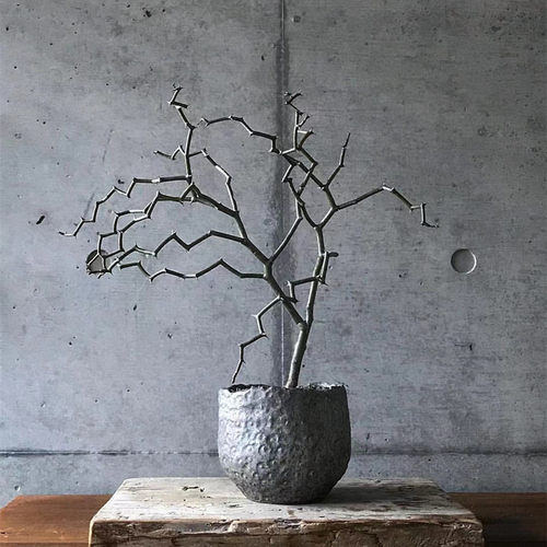 弯曲枝条室内盆景龙树多肉植物