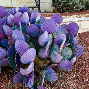 仙人掌类植物组合盆栽室内客厅带刺仙人球大型绿植进口稀有多肉花