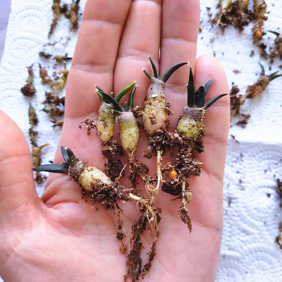 ariocarpusretusus籽开花仙人球