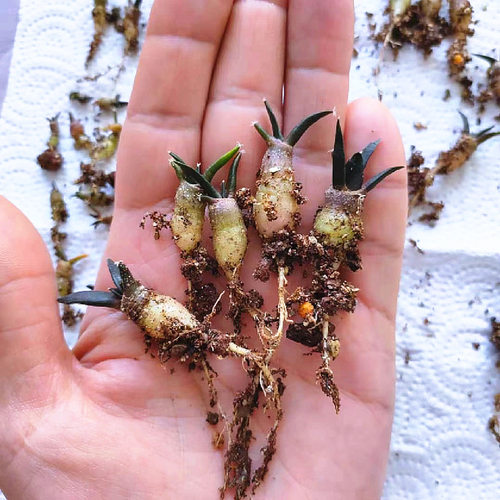 ariocarpusretusus籽开花仙人球