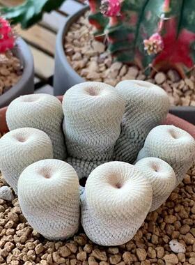 Epithelantha micromeris月世界仙人球自根进口多肉植物仙人掌花