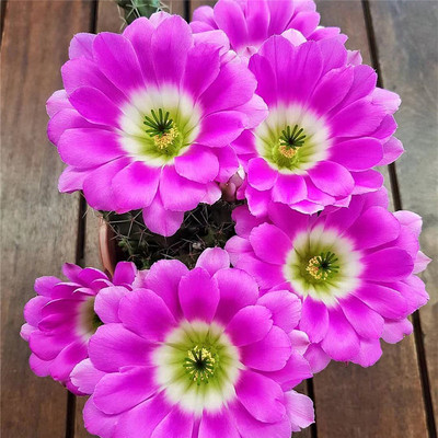 美花角仙人球鹿角柱无刺虾桃太郎
