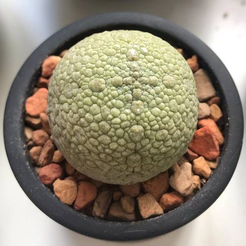 凝蹄玉稀有品种仙人球开花室内