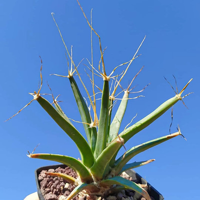 光山植物盆栽仙人球开花仙人掌