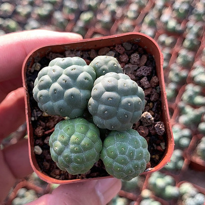 大型无刺足球团扇稀有奇趣仙人掌