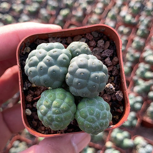 大型无刺足球团扇稀有奇趣仙人掌