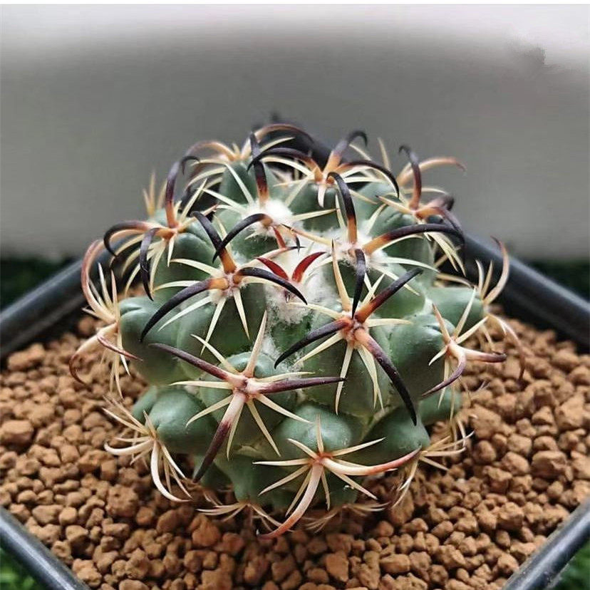 钢钉仙人球多肉植物稀有品种硬刺狂刺仙人掌开花盆栽室内阳台肉肉