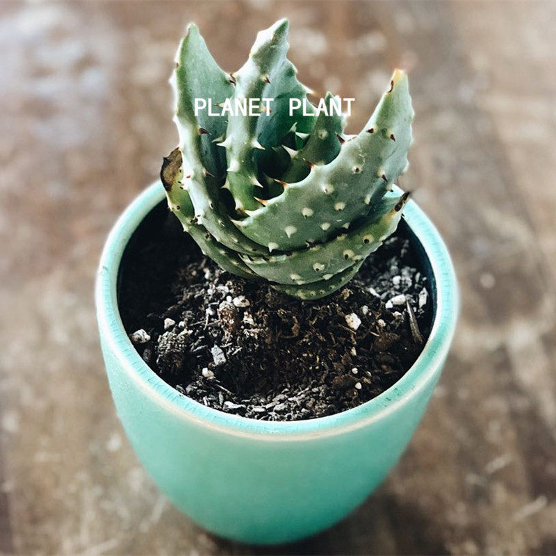 树上星球planet plant |鬼切芦荟科稀有品种多肉植物元宝小盆栽花