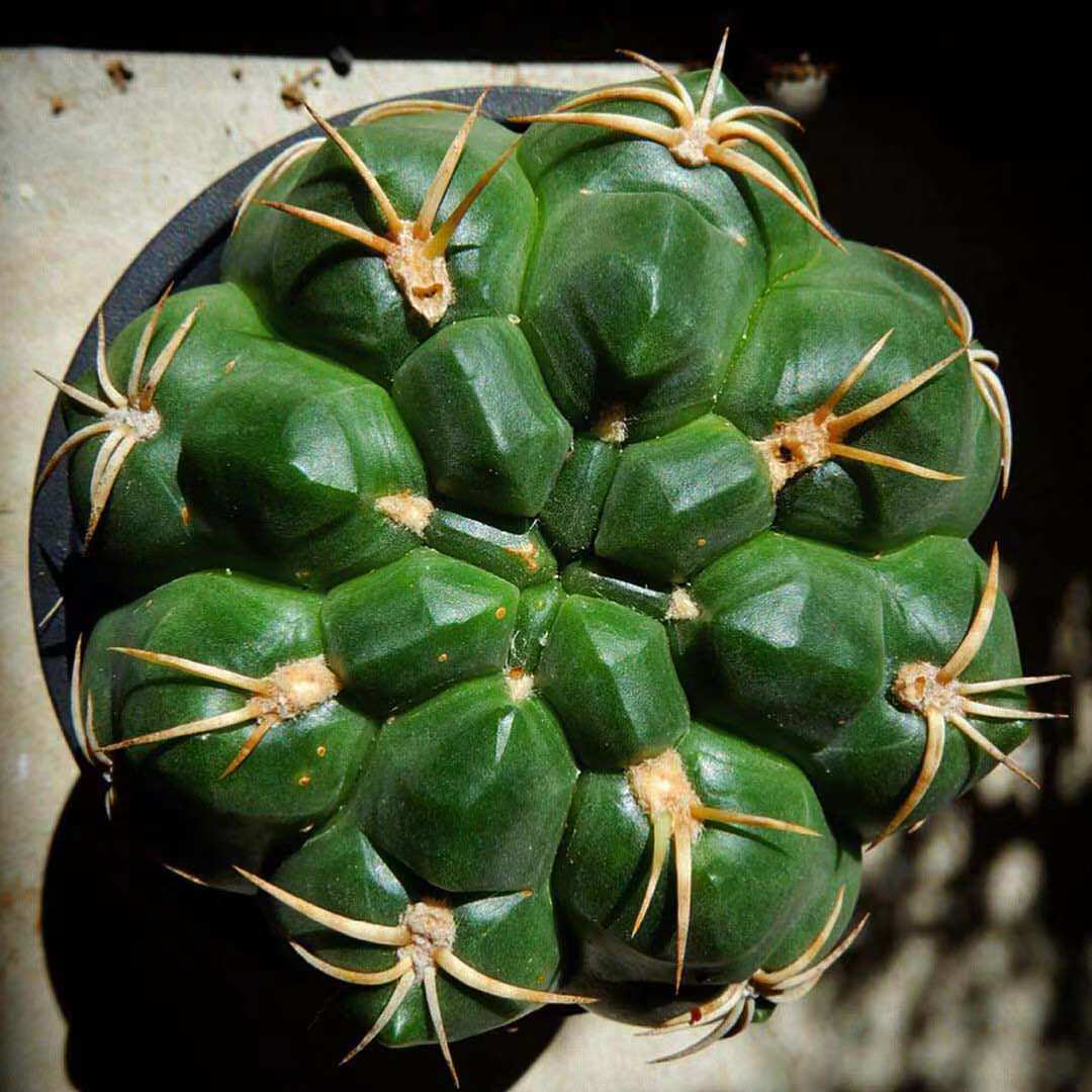gymnocalycium denudatum海王丸趴刺仙人球室内盆栽多肉植物花卉
