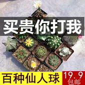 仙人球组合无刺仙人掌多肉花卉植物室内花小盆栽精品星兜稀有