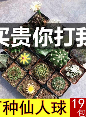 仙人球组合无刺仙人掌多肉花卉植物室内花小盆栽精品星兜稀有