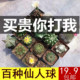 仙人球组合无刺仙人掌多肉花卉植物室内花小盆栽精品星兜稀有