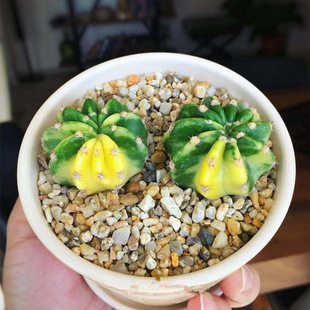 大豪丸锦多肉植物盆栽仙人球稀有品种室内花卉花仙人掌科桌面绿植