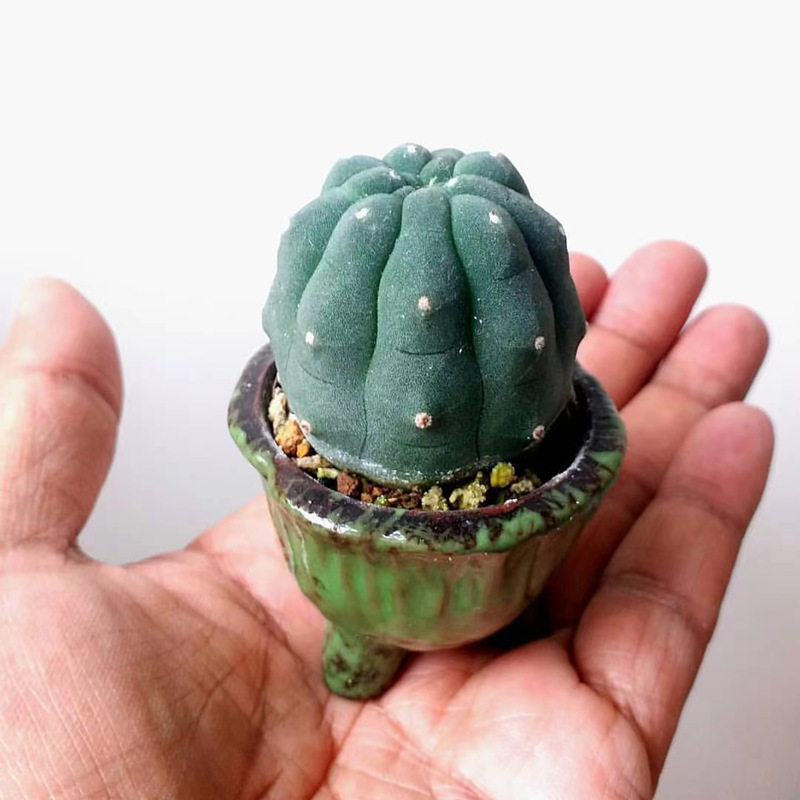 仙人球好养活桌面有刺多肉植物