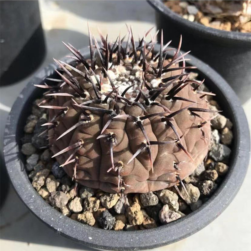 实生黑刺凤头仙人球稀有