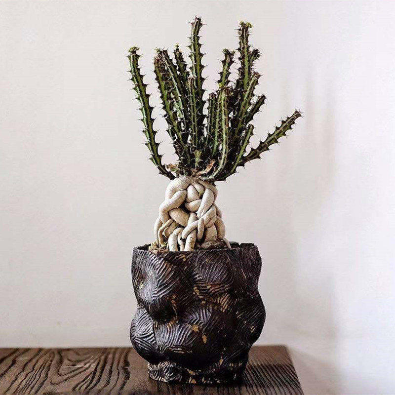 euphorbia knuthii狗奴子麒麟大戟科稀有品种多肉植物盆栽室内花
