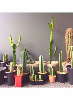 绿植室内大型天尺神木多肉花植物