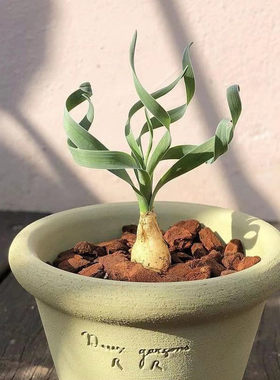 块根类植物宽叶弹簧草多肉植物