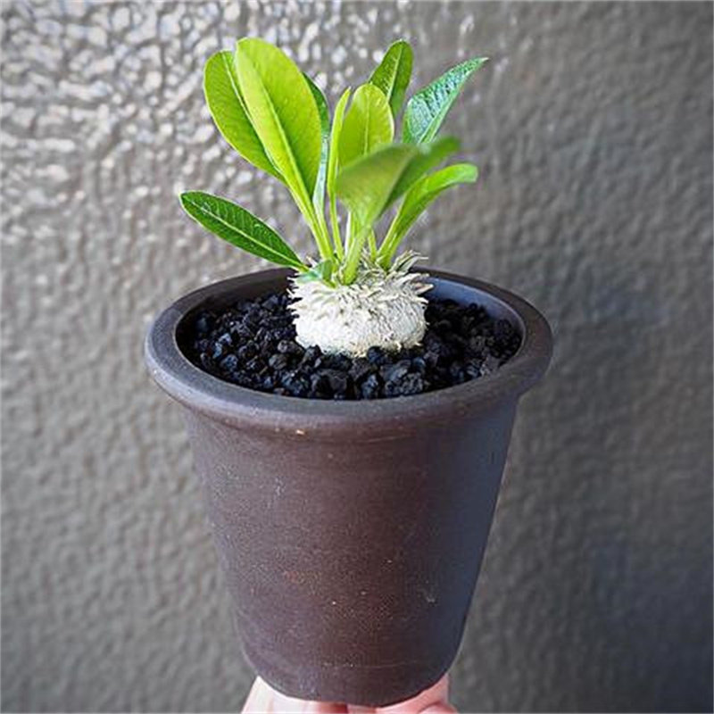 惠比大黑仙人球盆栽多肉