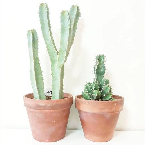 四方萝藦科植物室内北欧风盆栽