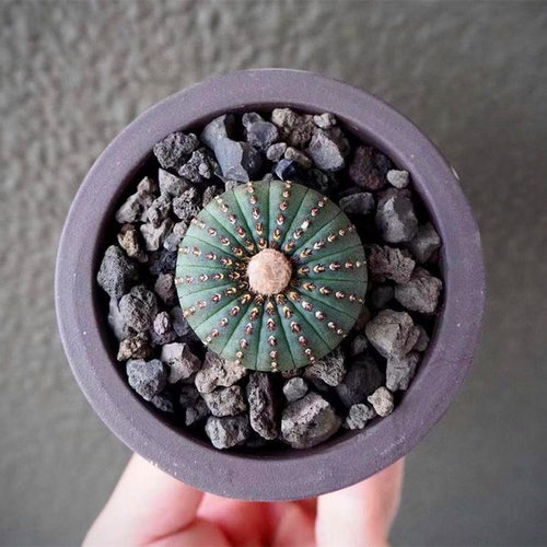 艳肌士童实生仙人球桌面仙人掌