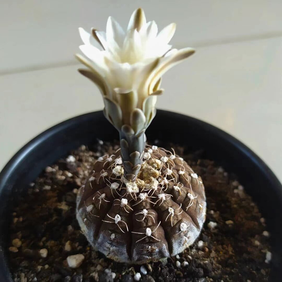 拉根仙人球实生黑罗汉丸稀有品种仙人掌类盆栽室内绿植小型多肉花