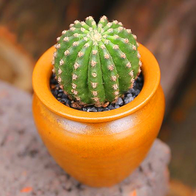 黑金刚仙人球粉红花会开花仙人掌植物多肉花肉肉室内花卉盆栽绿植