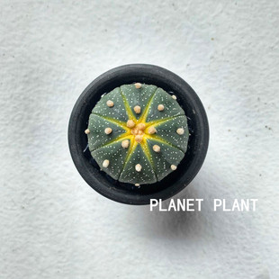 树上星球 planet plant星兜锦仙人球网红ins风多肉植物民宿小摆件
