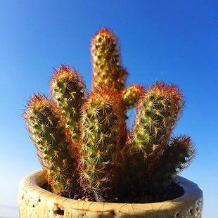 金手指仙人掌类植物盆栽多肉花卉室内花黄金司耐旱仙人柱群生开花