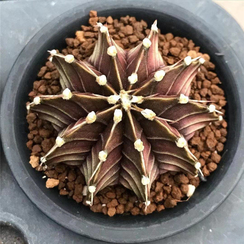 肋骨牡丹稀有品种小绿植仙人球