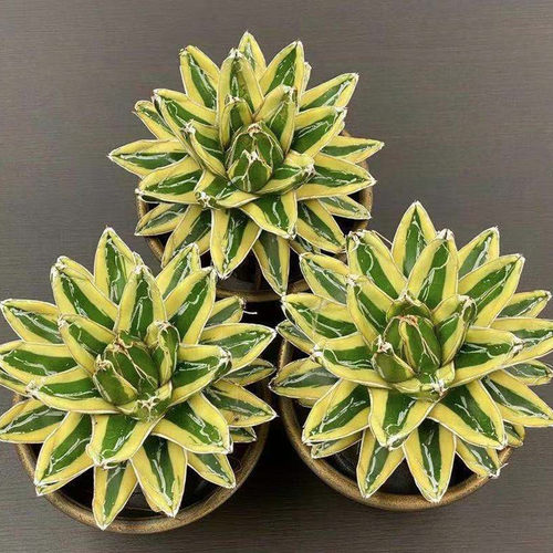 辉山龙舌兰科植物室内盆栽花卉