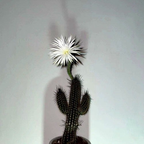 品种花卉小绿植桌面盆景仙人球