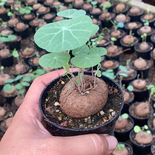 山乌龟块根植物金不换花卉多肉