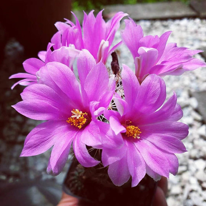 实生蓬莱宫仙人球精品多肉植物仙人掌办公室桌面盆栽开花好养绿植