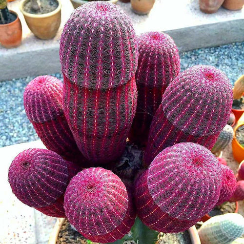 红太阳仙人掌小型桌面花多肉植物