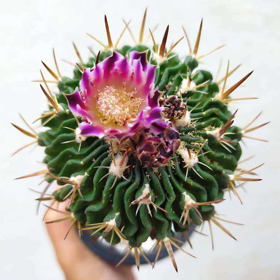 stenocactus multicostatus多棱玉仙人球精品室内盆栽千波万波花