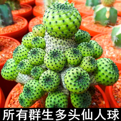 多头品种大全开花盆栽花仙人掌类