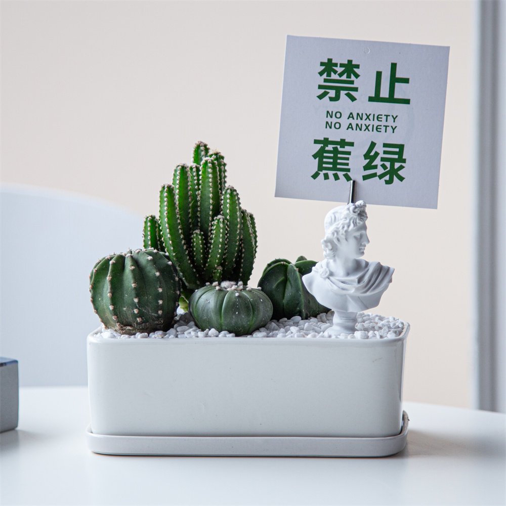 仙人掌组合盆栽多肉植物创意礼品桌面办公室绿植北欧风好养活阳台