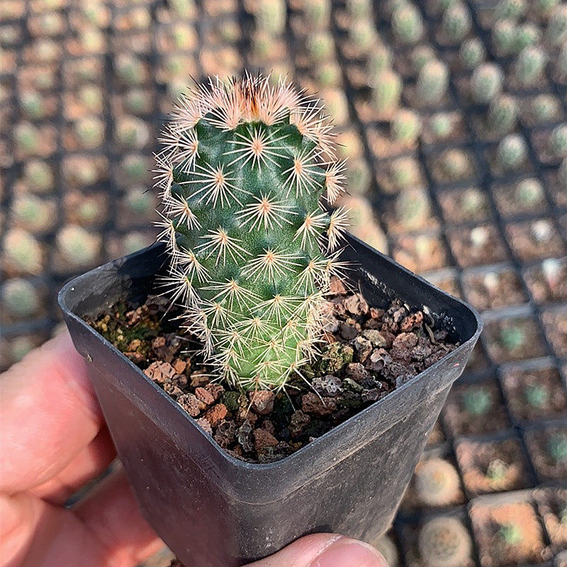 实生旭日虾稀有品种仙人球盆栽室内花卉趣味精品多肉植物仙人掌花